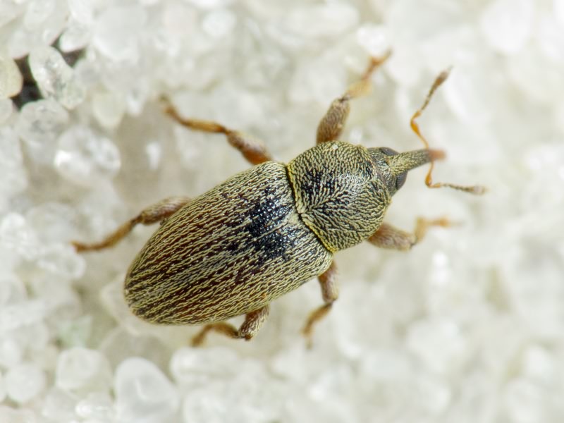 Tychius picirostris (Fabricius, 1787)